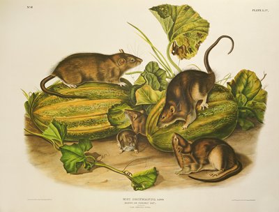 Brown, or Norway Rat by John James Audubon
